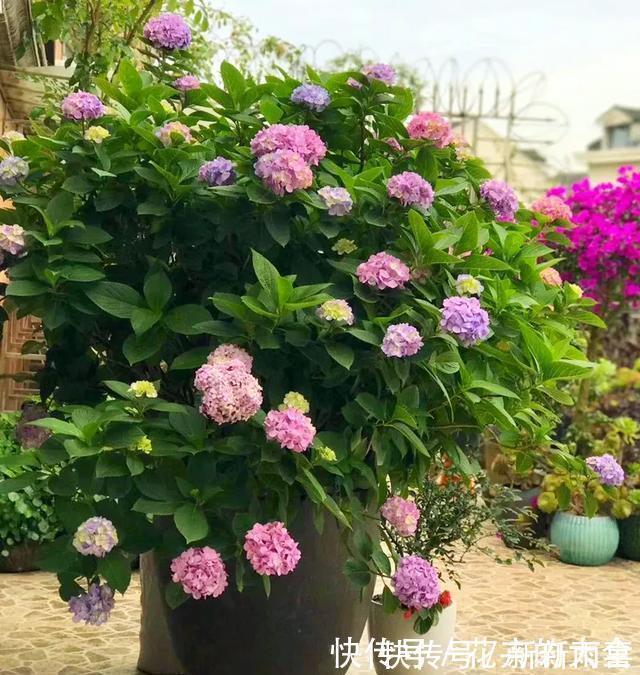 绣球|3种花养在小盆里,2年变老桩,茎干粗壮开花香,1次能开50朵