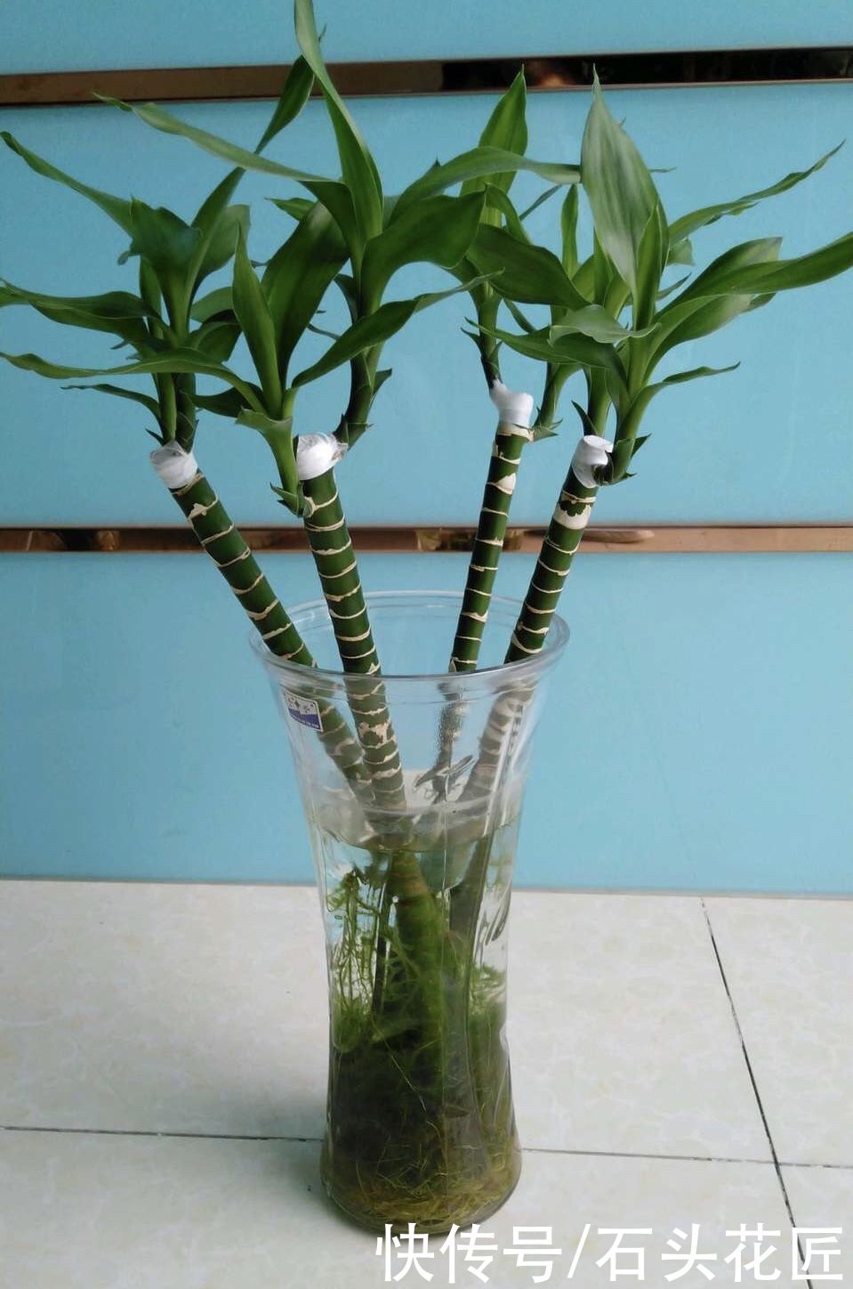 家里有5种花，春天记得“打头”修剪1下，这样才能长“饱满”