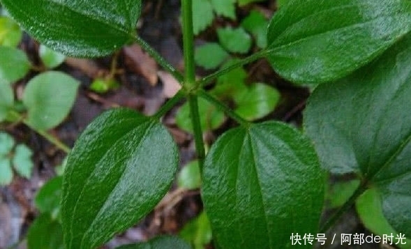 农村这野草摸一下就流血,但价值很珍贵,人称