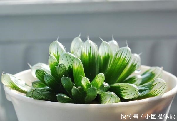 11种“肉圈”里常用的专用术语,想养好多肉,你必须了解!