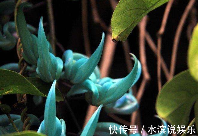 此花花色碧玉,盛开的花犹如一只只翡翠雕琢而成的小鸟,备受追捧