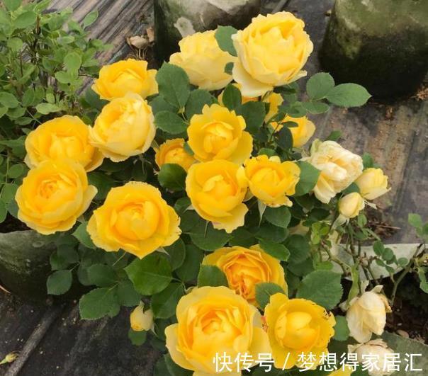 此款黄色微型月季,种一次年年开花,皮实好养颜值高,适合新手