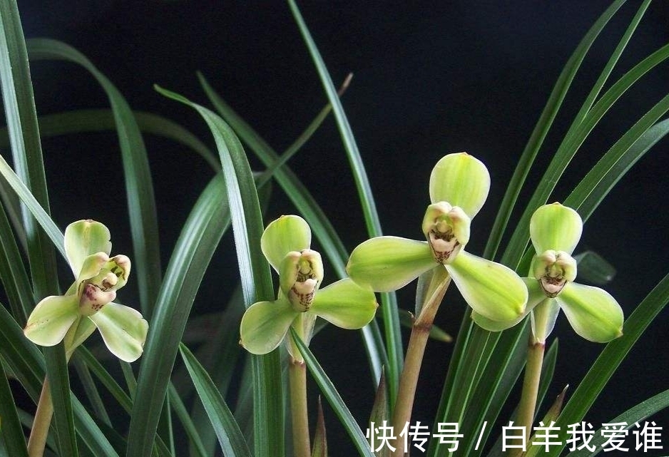 兰界“四大天王”,兰花中的佼佼者,曾价值几十万,你想拥有吗?