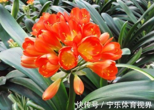 叶心里|养兰2年的君子兰从未开花？学会浇水方法，长势旺开花美！