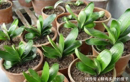 君子兰|君子兰春天“要喂饱”，吃饱喝足练练苗，一年长出6片“肥叶子”