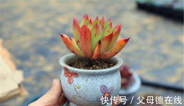 多肉|肉肉上盆关键一步不能忘,否则黑腐烂根会常发生