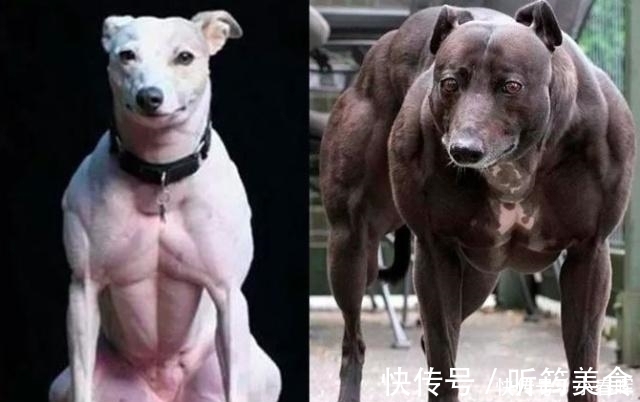 小鼠|天天举铁训练，肌肉还不大为何动物不运动肌肉发达程度远超人类