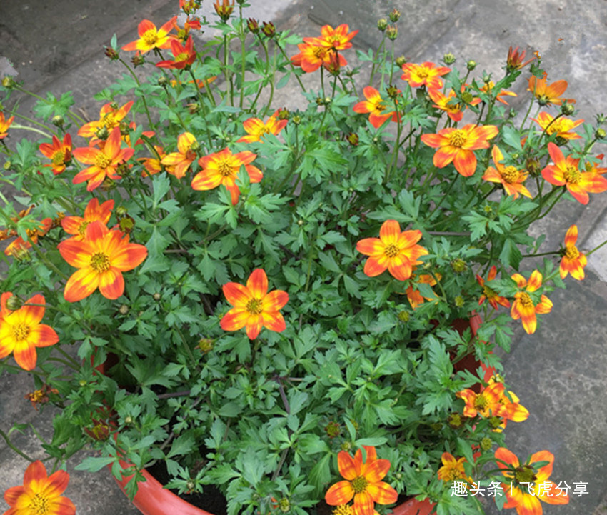 自制绿叶水，一月用一次，花卉叶片浓绿油亮，长势迅猛