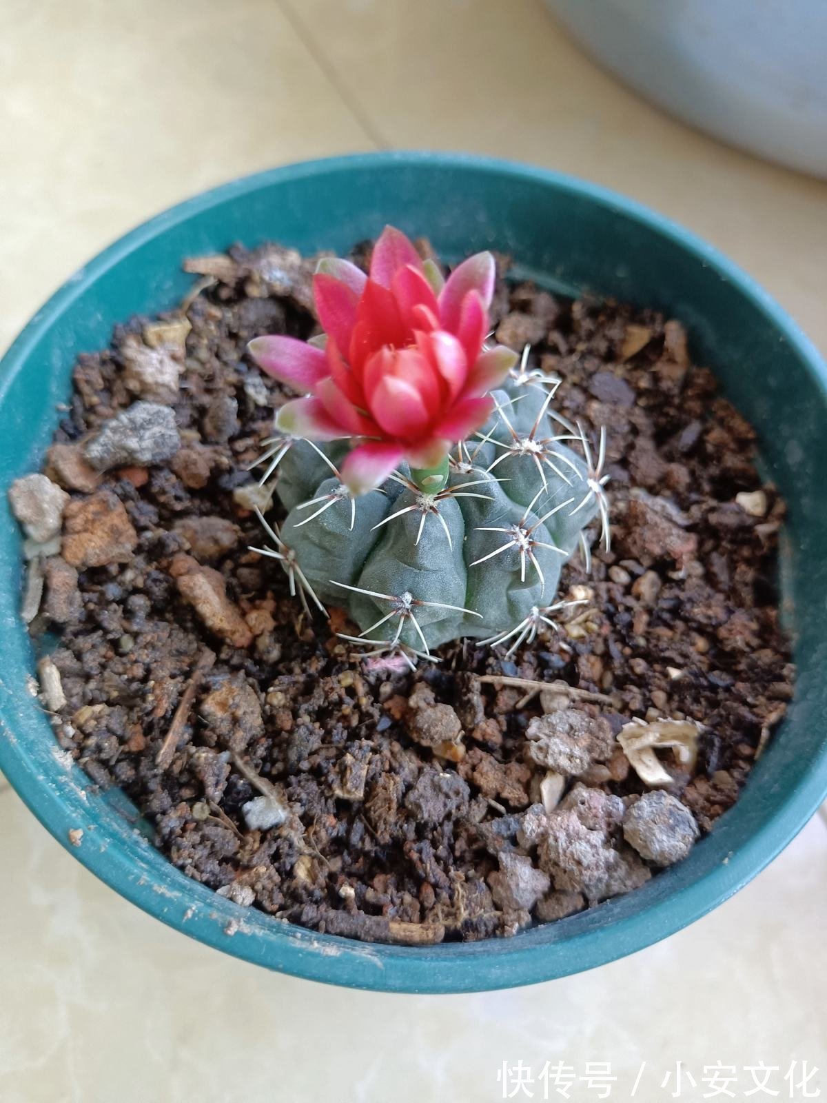 花花|适合放在办公室的花，净化空气一把手，路边三块钱就能买一盆