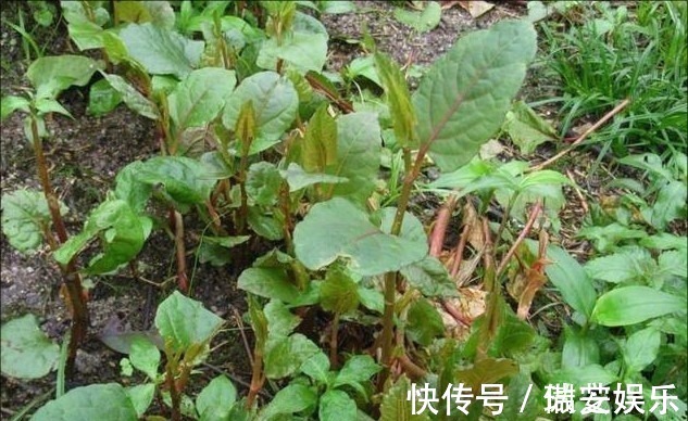 野草|农村路边让人讨厌的野草却有大作用,去疤不留痕迹,比精油好多了