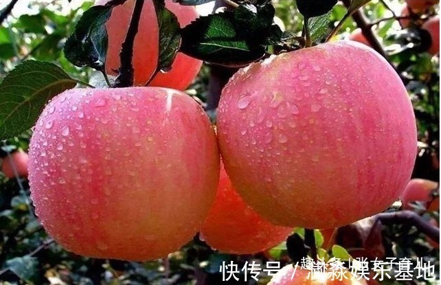 苹果|孕期吃水果有讲究,这苹果等水果是孕妈首选,对孕妈和胎儿都好