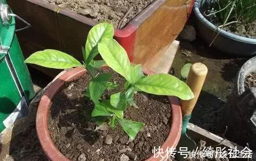 烂根|花盆里出现这“东西”，赶紧翻盆换土，不然花卉易黄叶烂根，别大意