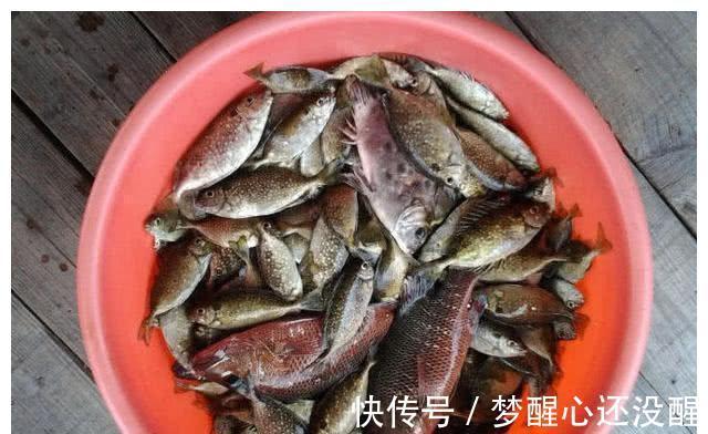 广东珠海泥猛泛滥!当地钓友反馈到处都是,一天能钓上百斤