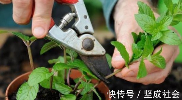关键点|养花2种扦插方法,掌握“关键点”,扦插不再难,扦插一棵活一棵