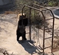 |搞笑GIF动图,给家里的金毛洗个澡之后,它自闭了!