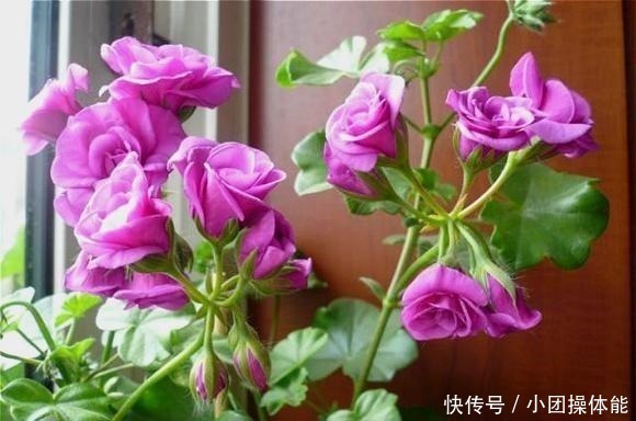 漂亮|此“花”一年开花好几次，花朵漂亮似玫瑰，养在阳台路人都夸美！