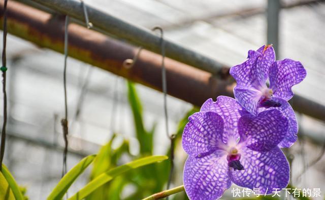 曾经看过了几种兰花?来这里可以让您大开眼界