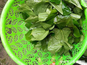 洋葱和它一起吃,软化血管不堵塞,次日排出隔夜宿便,体重悄悄降