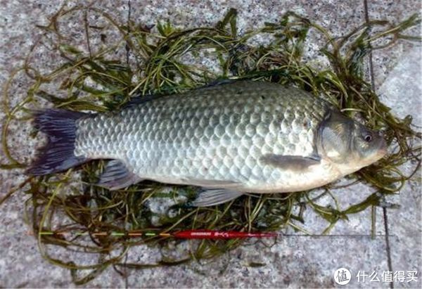 鲫鱼们|黑坑钓鲫鱼，巧用蘸饵出奇制胜，诱钓结合让鲫鱼争相抢食