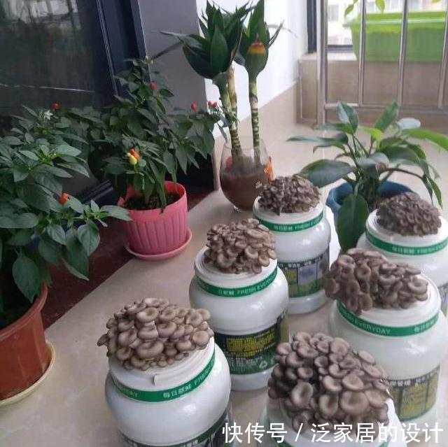 蘑菇|掌握住种植方法,居家盆栽蘑菇,好吃又好玩,观赏也不错