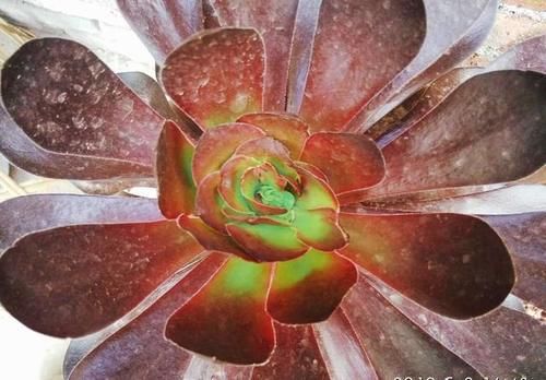 多肉法师如何才能长出更多的头?