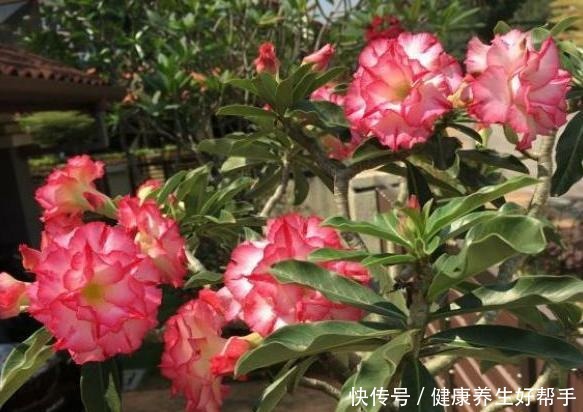 4种懒人植物，阳台养几盆，基本不用浇水，都能四季不停开花！