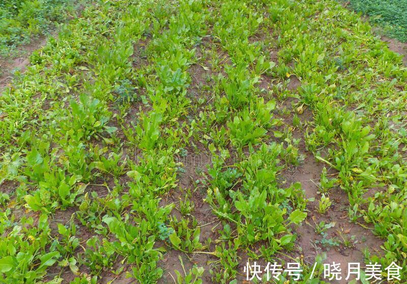 秋菠菜如何种?五句老话可作参考,因这5句老话是秋菠菜播种5要素