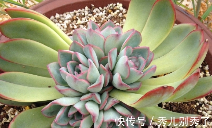 多肉雨燕座一直不爆侧芽?确实如此,但耐心等或砍头它就能变多头