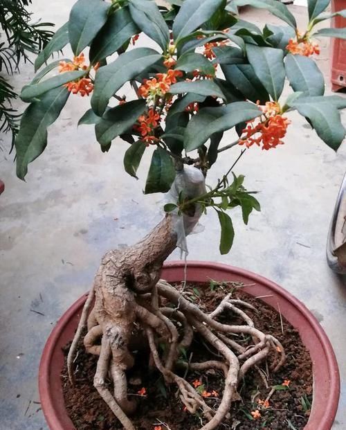 盆栽|养3种树,越老越值钱,5年变老桩,盆盆都值2000元以上