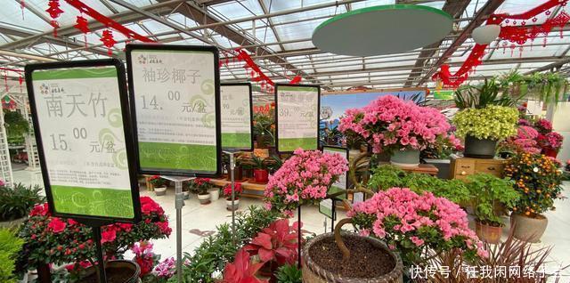 北京开了第一家绿植花卉大超市,就在南三环边上明码标价新鲜实惠