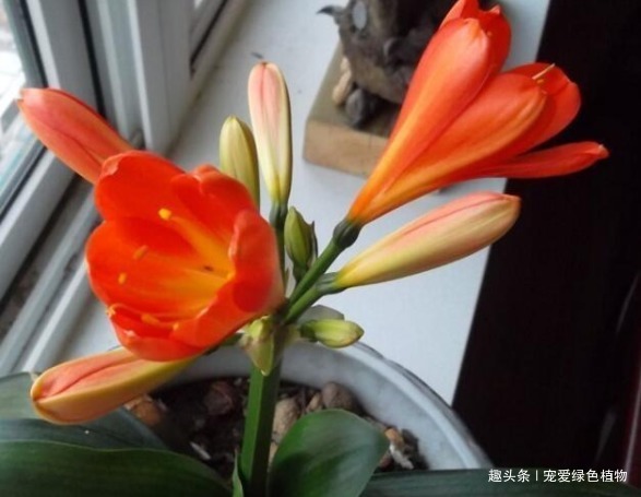 君子兰难开花用上“2种废料”,1年能长8片叶,能开2次花!