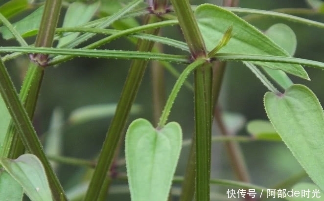 农村这野草摸一下就流血，但价值很珍贵，人称