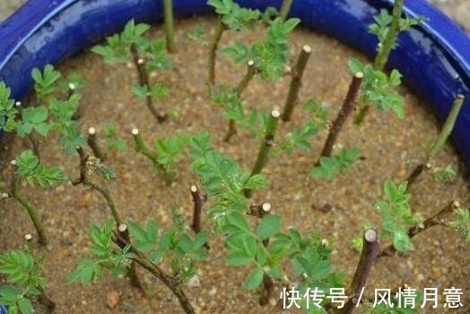 秋冬季节扦插这几种花卉,比绿萝好养十倍,错过了还要等一年!