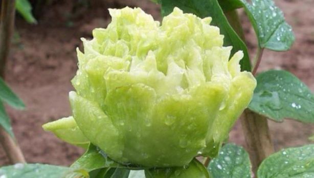 喜欢菊花,就养盆“绿牡丹”青柳,开花爆成花海,越看越美