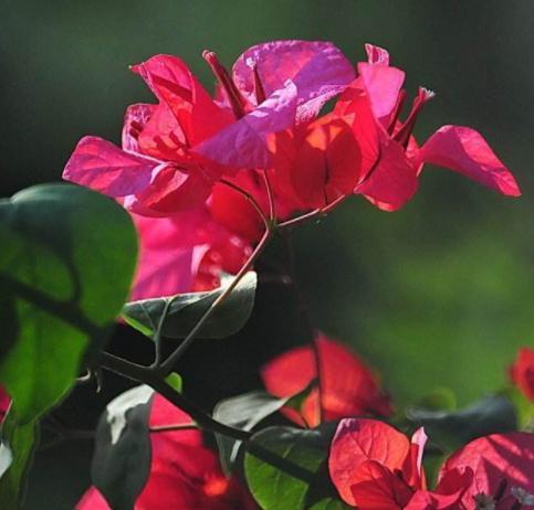 养护三角梅,我们就做好这“4点”养起来简单,开花漂亮