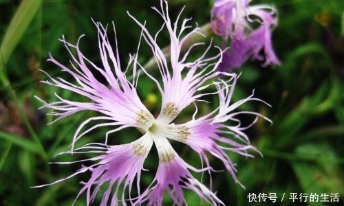 农村|农村人视而不见的野花,有破血通经的功效,是中医眼中的宝贝