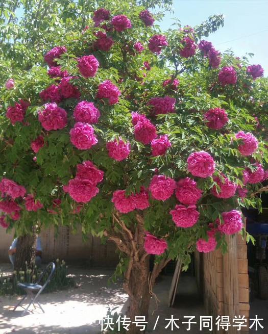 花树|4种“富贵花”,越养越值钱,价值上万元,能换很多“养老钱”