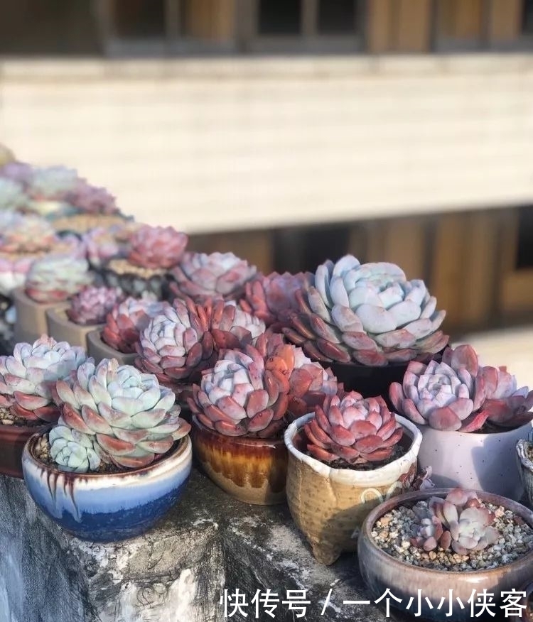 多肉盆栽:强迫症养多肉,必须整整齐齐,一颗也不能乱