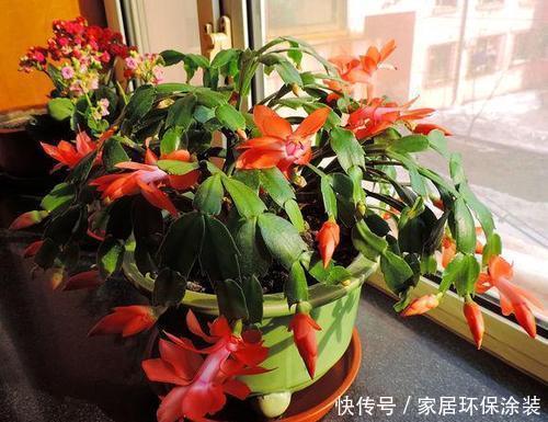 冬天养蟹爪兰,掌握4个要点,叶片坚硬如刀片,开出层叠群花!