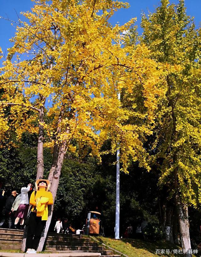 《七绝.初冬印象》霜染苍茫已入冬,枝条飞叶落无穷