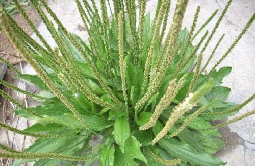 营养师|紫菜如此吃治脚气病除脚气,简单方便,营养师告诉你小妙招