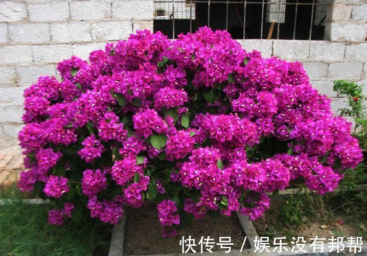 养三角梅，多做一件事，啥时候开花你说了算