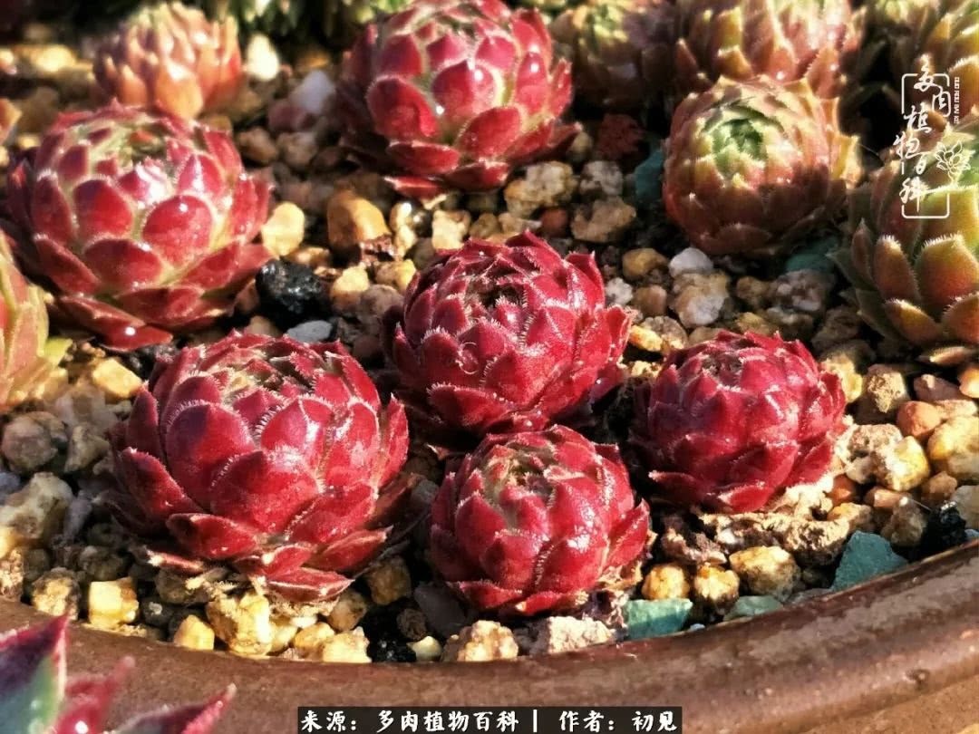 养多肉四周年，从初见到爱恋！幸福一直藏在浅薄的日子里！