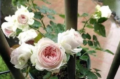 植物|养花不用买营养液,准备好香蕉皮,盆栽植物叶子不泛黄