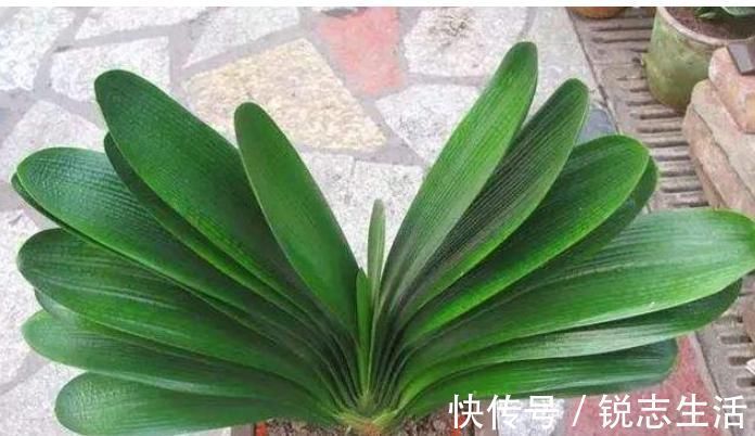 花友们|养君子兰,用上这“2种肥”,比什么淘米水、黄豆水强“100倍”