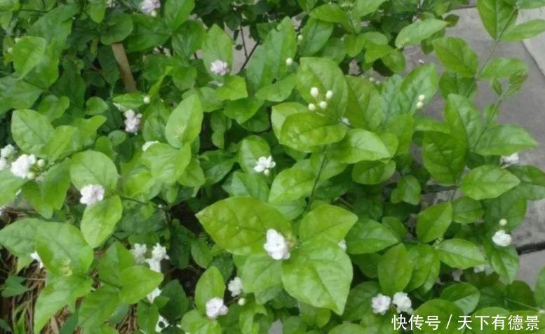 室内养花“3种水”可以喷,让植物叶子油绿不发黄,其他的不要用