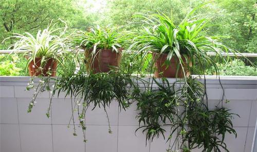 散光|夏天养4种花,摆在北阳台,安全度夏不徒长,越长越好看