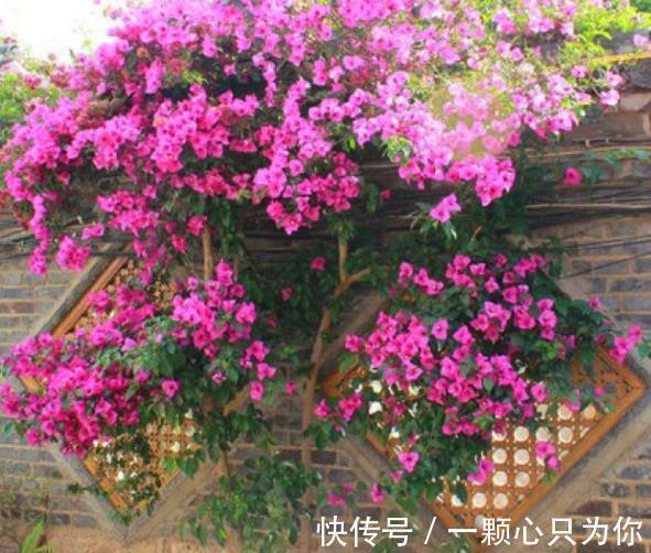 立冬前养三角梅，趁早做好4件事，安全过冬，来年开花更旺盛