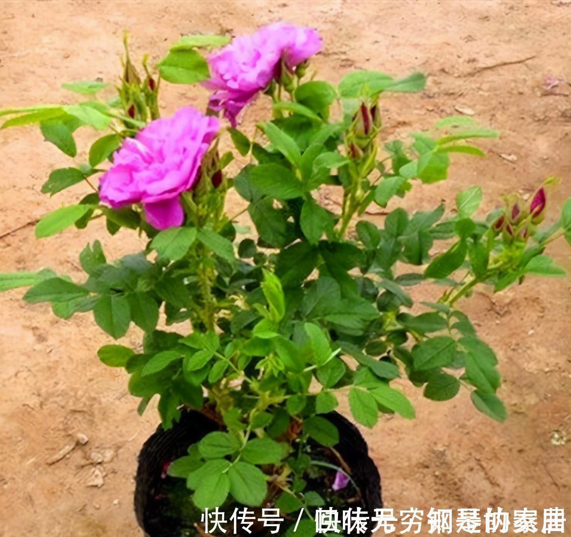 “漂亮花”,养人又养心,好看又好吃,是老中医的最爱