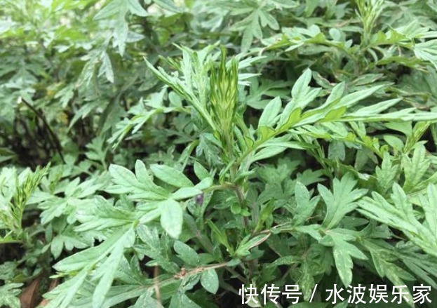 本草纲目|俗语“家有三年艾，郎中不用来”，有神仙草之称的艾叶，你会用吗